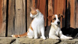 cremazione animali