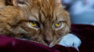 cremazione animali alessandria