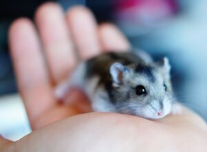 cremazione animali alessandria